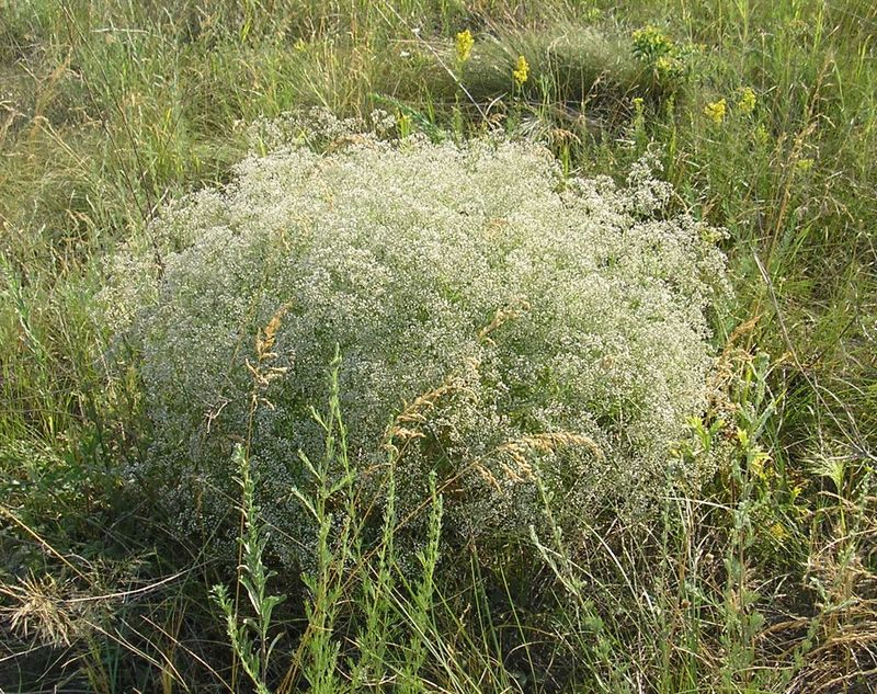 Image of Gypsophila paniculata specimen.