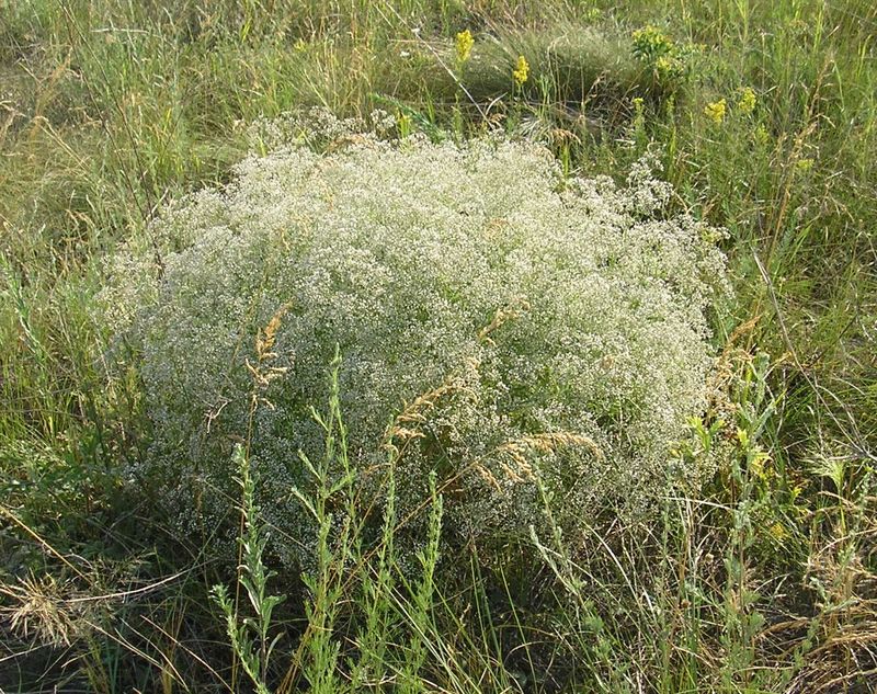 Изображение особи Gypsophila paniculata.