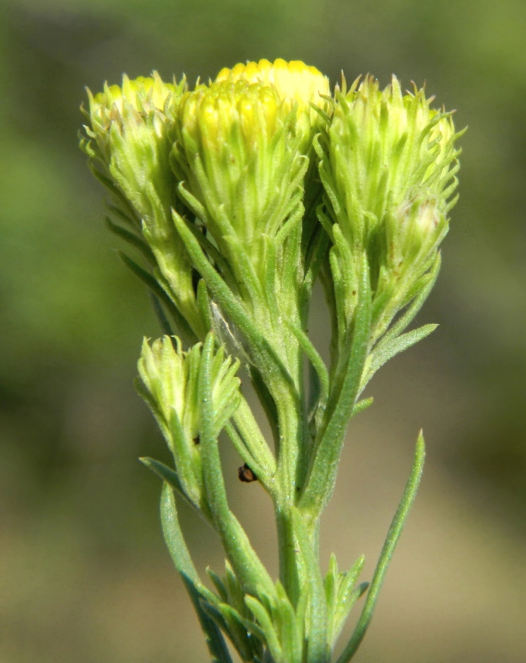 Изображение особи Galatella linosyris.