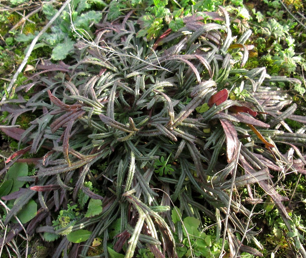 Image of Ajuga glabra specimen.