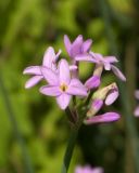 Tulbaghia violacea