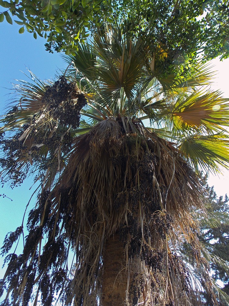 Image of Washingtonia filifera specimen.