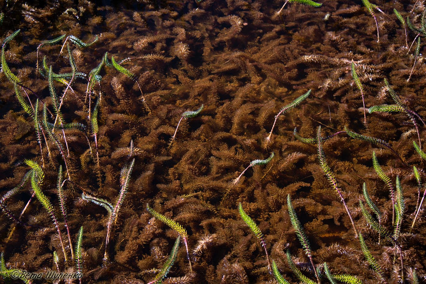 Image of Hippuris vulgaris specimen.