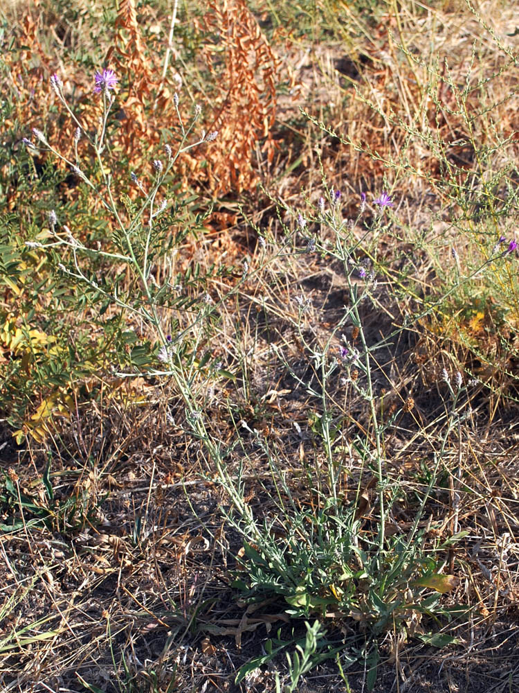 Изображение особи Centaurea pseudosquarrosa.