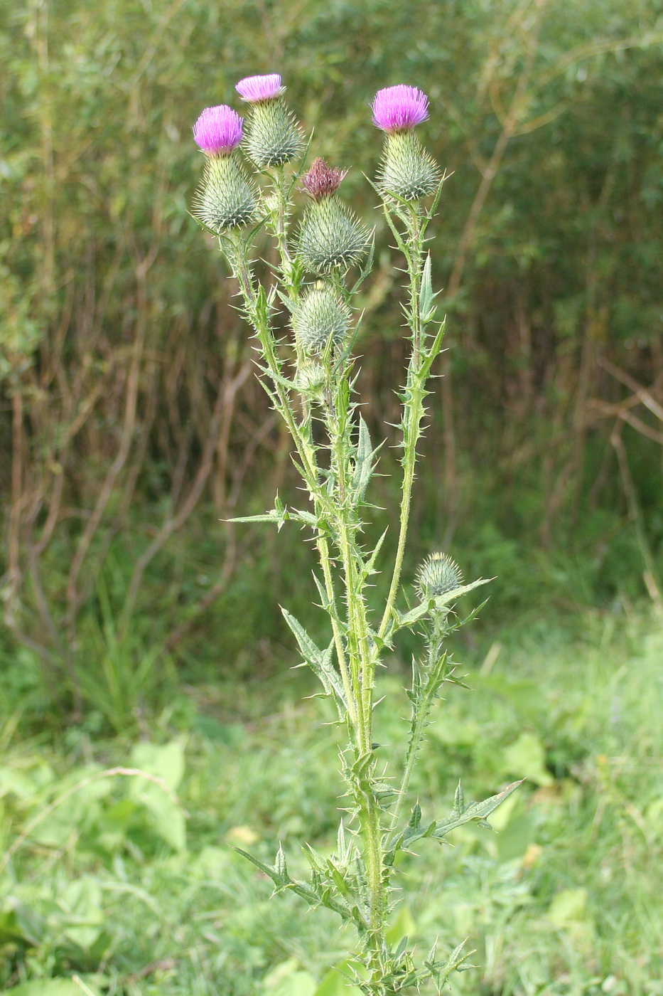 Изображение особи Cirsium vulgare.