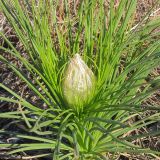 Asphodeline taurica