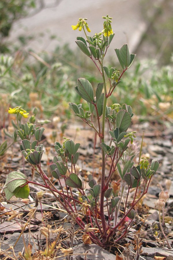 Изображение особи Melilotus neapolitanus.