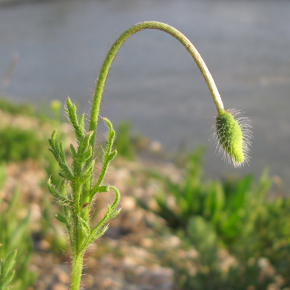 Image of Papaver stevenianum specimen.