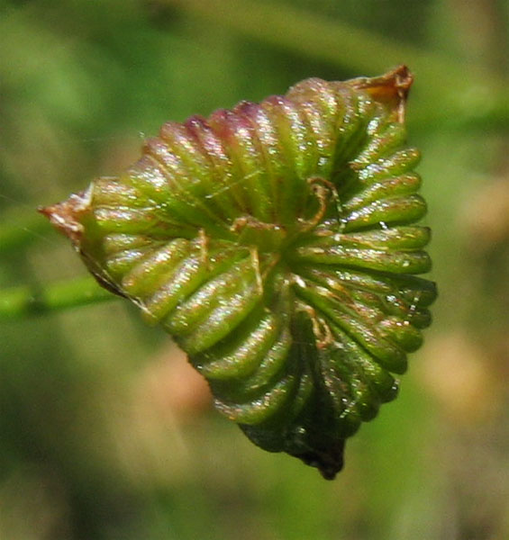 Image of Alisma lanceolatum specimen.