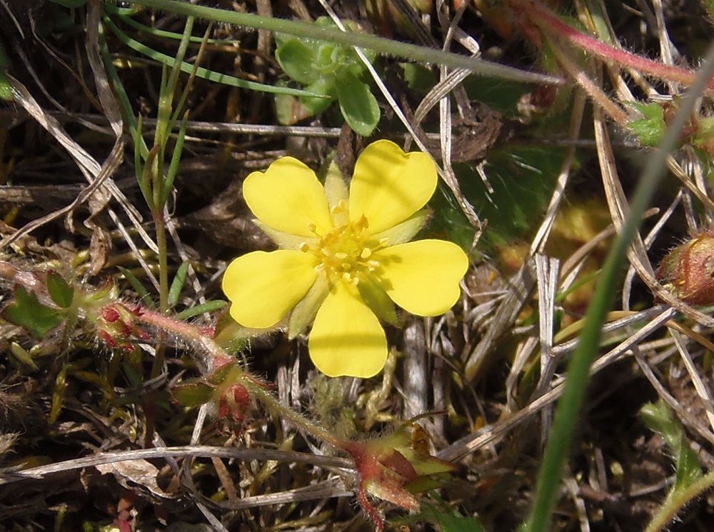 Изображение особи Potentilla patula.