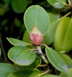 Rhododendron hemsleyanum. Верхушка побега с цветочной почкой. Германия, г. Дюссельдорф, Ботанический сад университета. 04.05.2014.