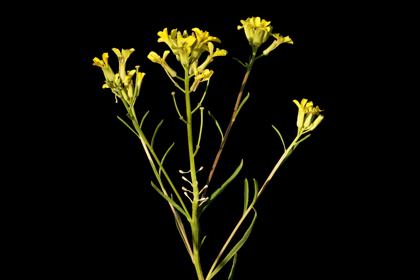 Image of Erysimum canescens specimen.