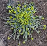 Euphorbia flanaganii