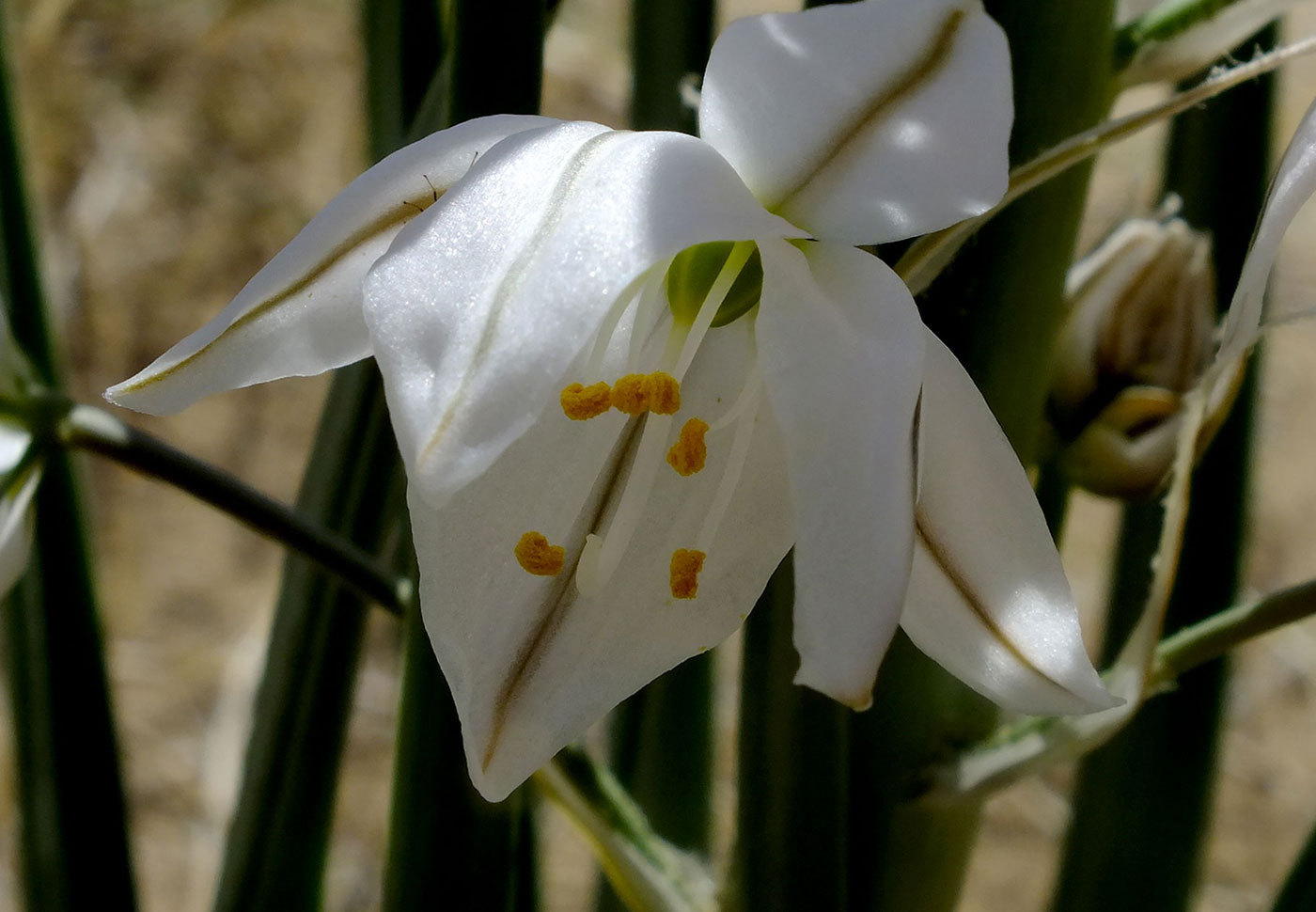 Изображение особи Eremurus anisopterus.