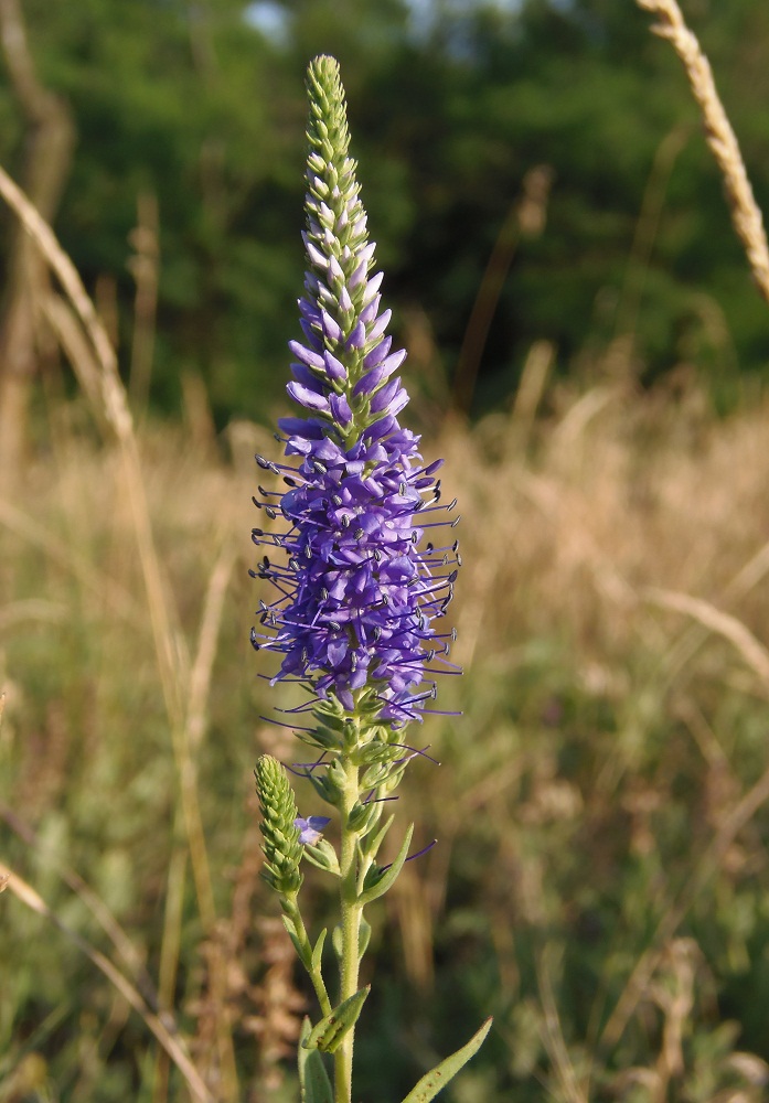 Изображение особи Veronica spicata.