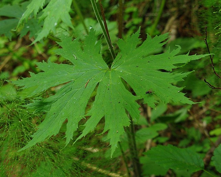 Image of Aconitum septentrionale specimen.