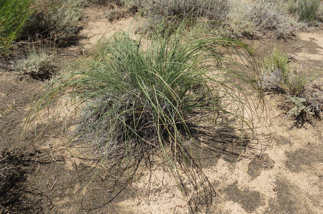 Image of Iris tenuifolia specimen.