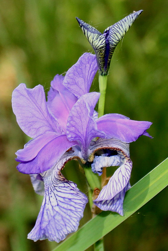 Изображение особи Iris sibirica.