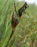 Iris halophila