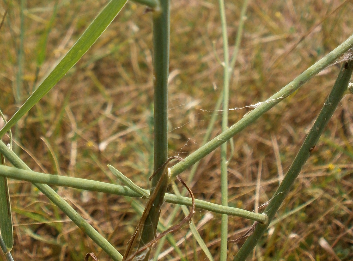Image of genus Chondrilla specimen.