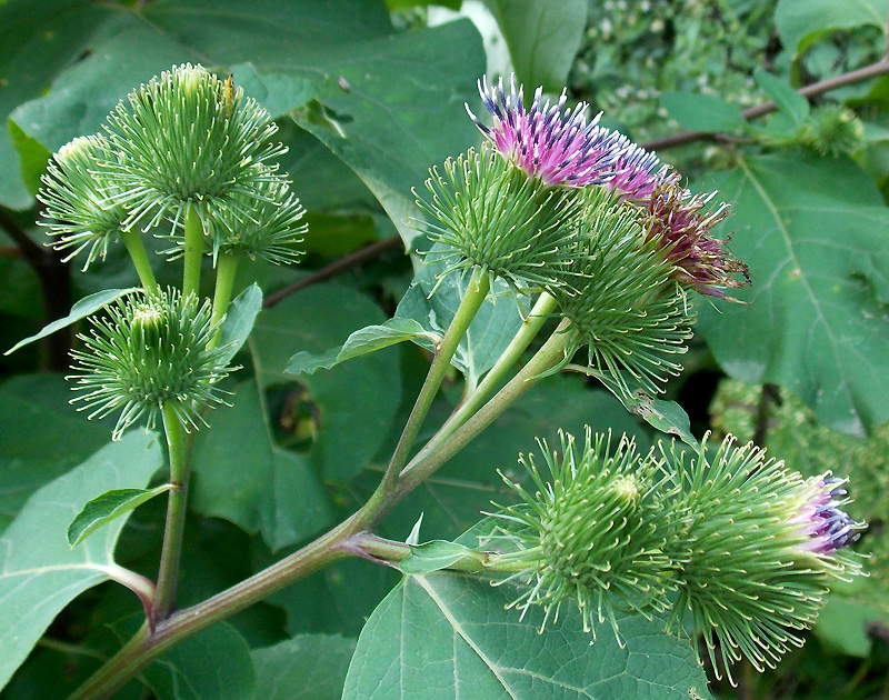 Изображение особи Arctium lappa.