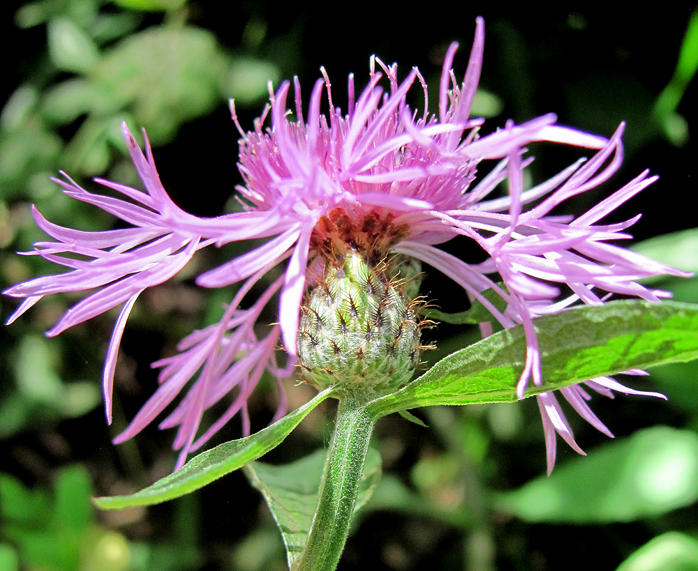 Image of Centaurea salicifolia specimen.