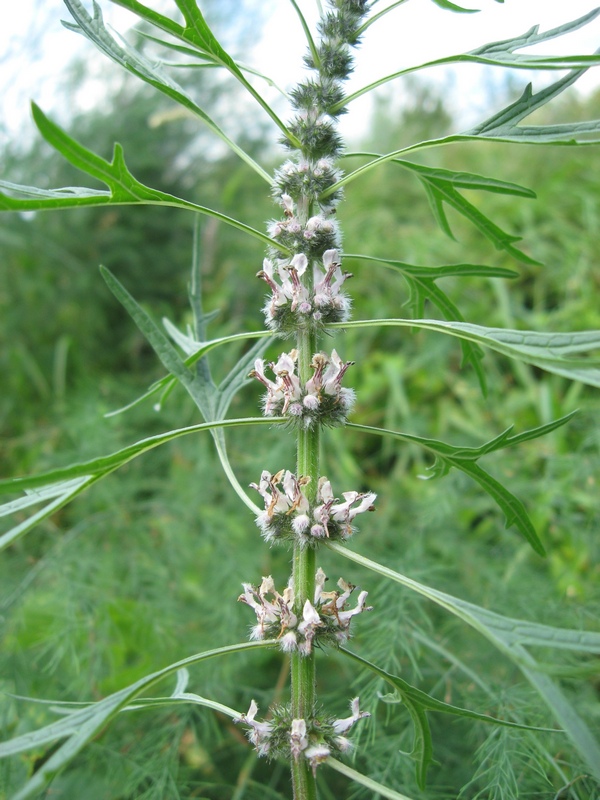 Изображение особи Leonurus tataricus.