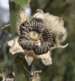 Alcea pallida