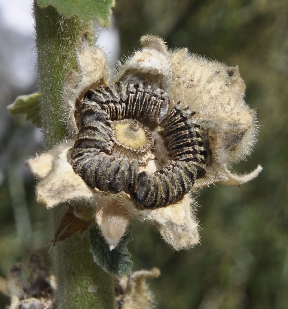 Изображение особи Alcea pallida.