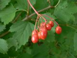 Viburnum opulus. Соплодие с созревающими плодами и листья. Санкт-Петербург, Выборгский р-н, парк «Сосновка». 22.08.2014.