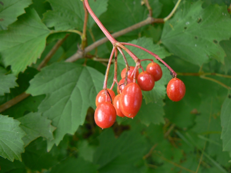 Изображение особи Viburnum opulus.