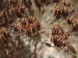 Astrodaucus littoralis