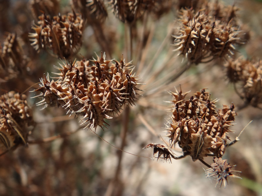 Изображение особи Astrodaucus littoralis.