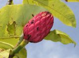 Magnolia tripetala. Верхушка побега с плодом. Германия, г. Дюссельдорф, Ботанический сад университета. 05.09.2014.