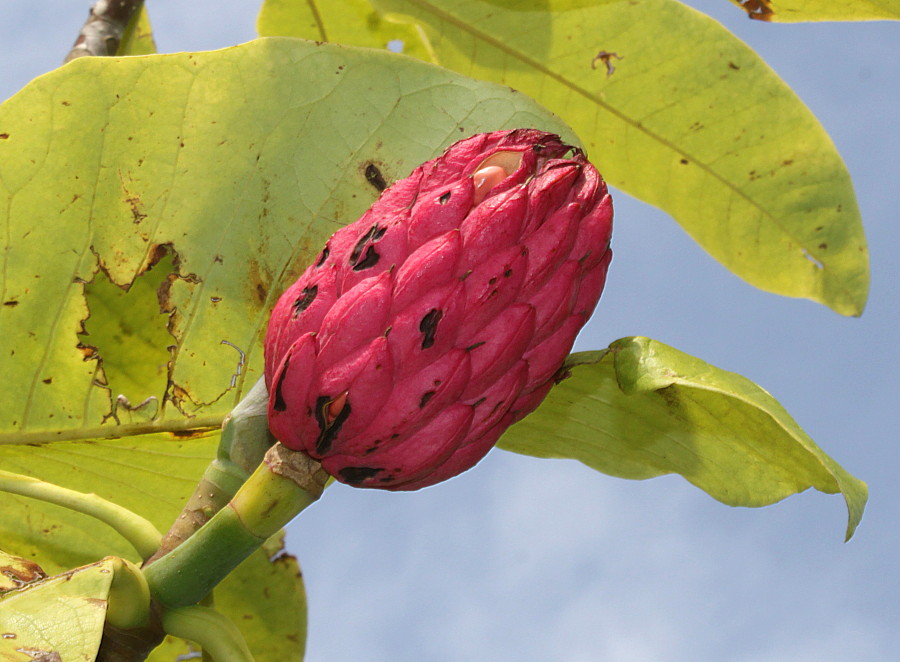 Изображение особи Magnolia tripetala.