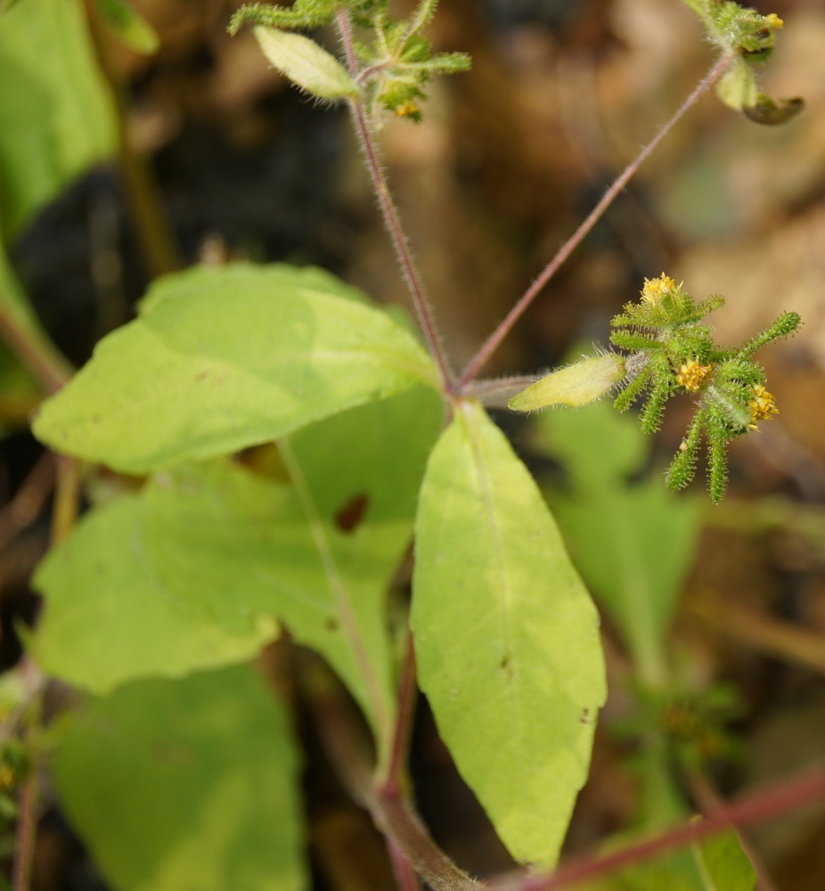 Image of Sigesbeckia orientalis specimen.