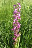 Anacamptis laxiflora ssp. elegans