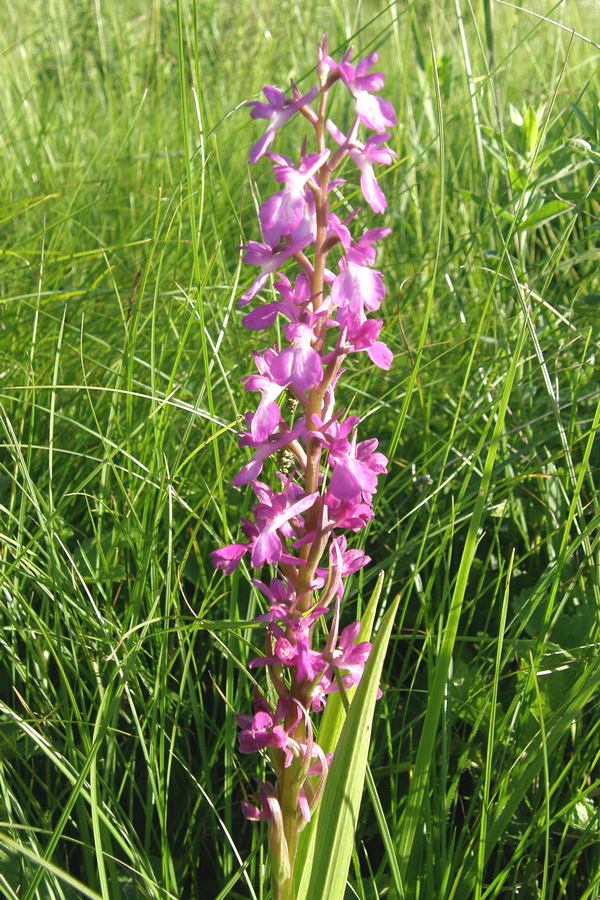 Изображение особи Anacamptis laxiflora ssp. elegans.