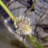 Sparganium angustifolium