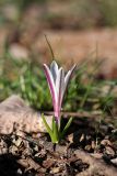 Colchicum kesselringii. Цветущее растение. Южный Казахстан, левобережье Сыр-Дарьи выше Сюткента. 28.03.2014.