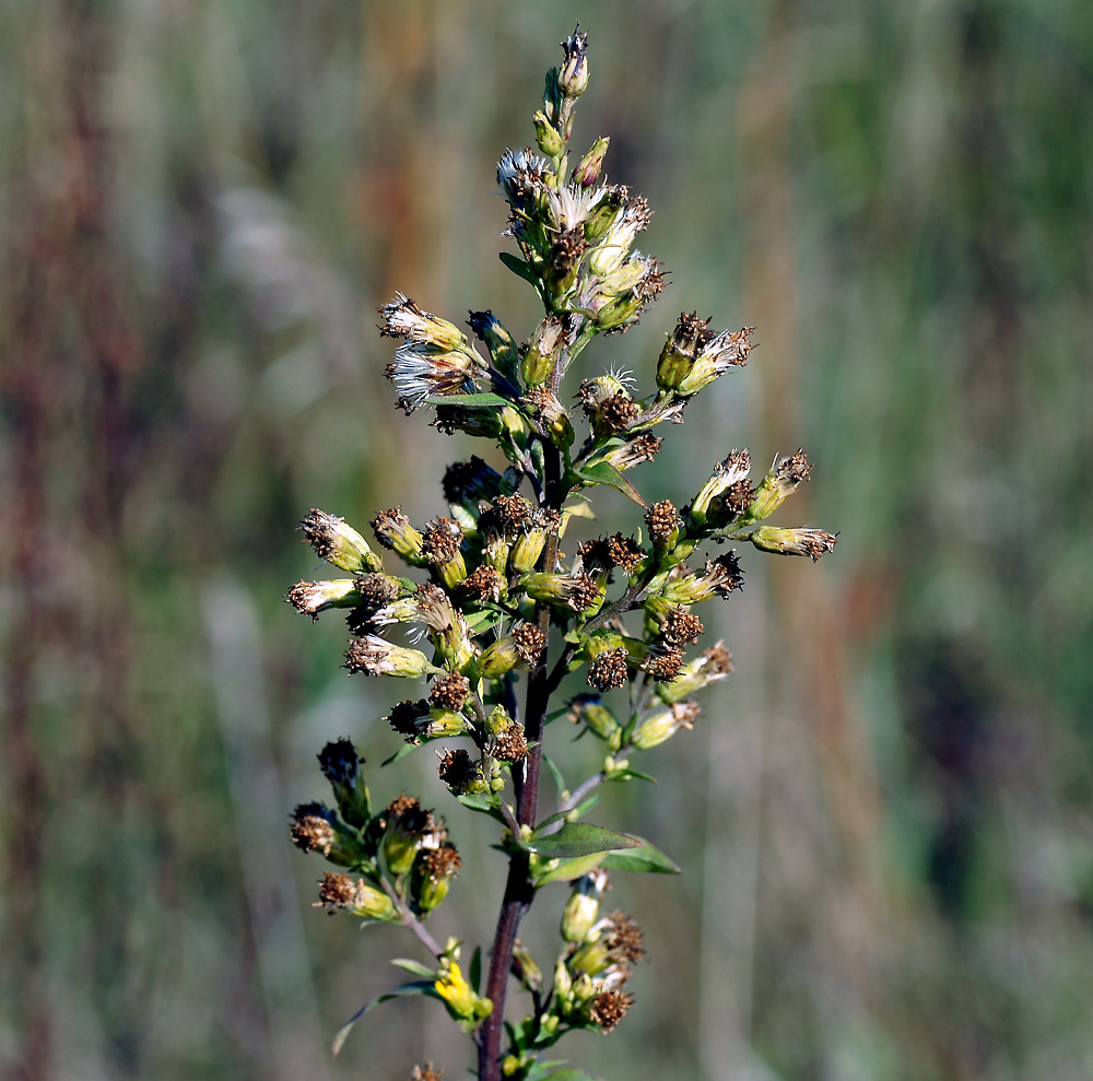 Изображение особи Artemisia vulgaris.