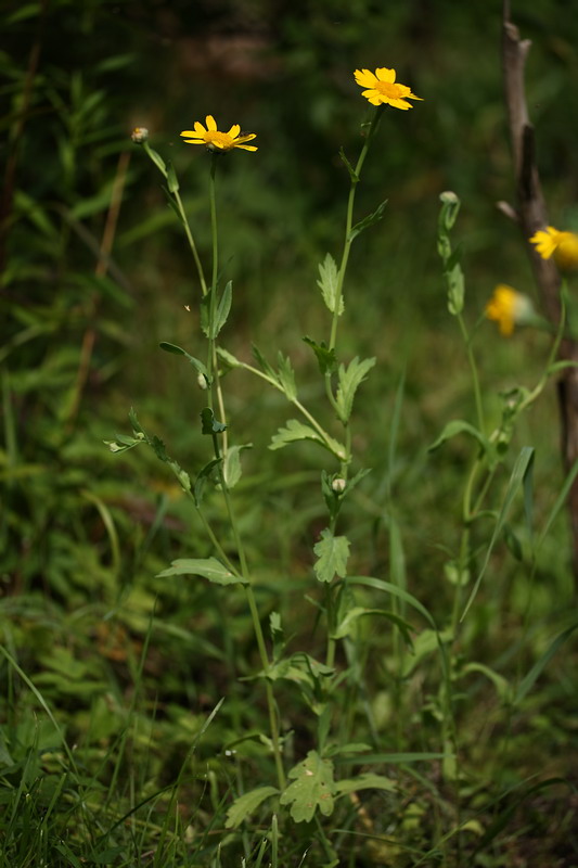 Изображение особи Glebionis coronaria.