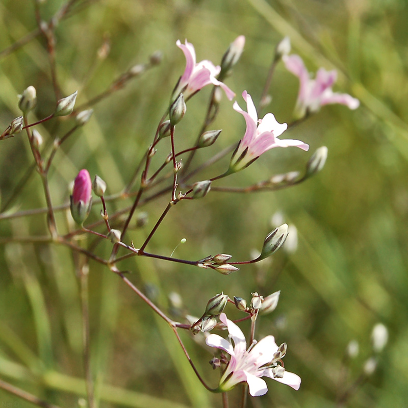 Изображение особи Gypsophila patrinii.