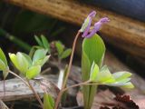 Corydalis ambigua