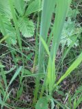 Gladiolus tenuis. Основание стебля. Пензенская обл., Спасский р-н, с. Ново-Зубово, лес Частый, низина. 13.06.2009.