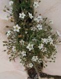 Minuartia uralensis