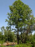 Populus laurifolia