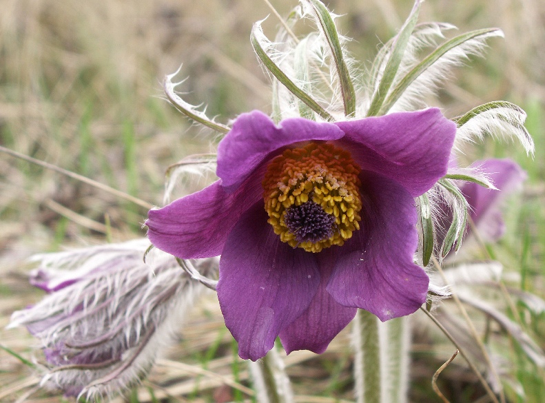 Image of Pulsatilla ucrainica specimen.