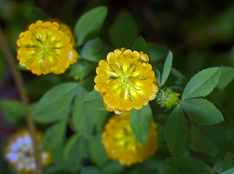 Изображение особи Trifolium aureum.