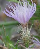 Centaurea diffusa